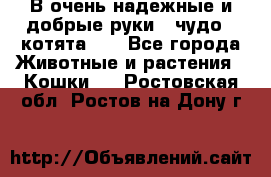 В очень надежные и добрые руки - чудо - котята!!! - Все города Животные и растения » Кошки   . Ростовская обл.,Ростов-на-Дону г.